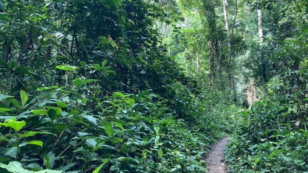 Congo-B: la compagnie pétrolière nationale lance un projet de reforestation