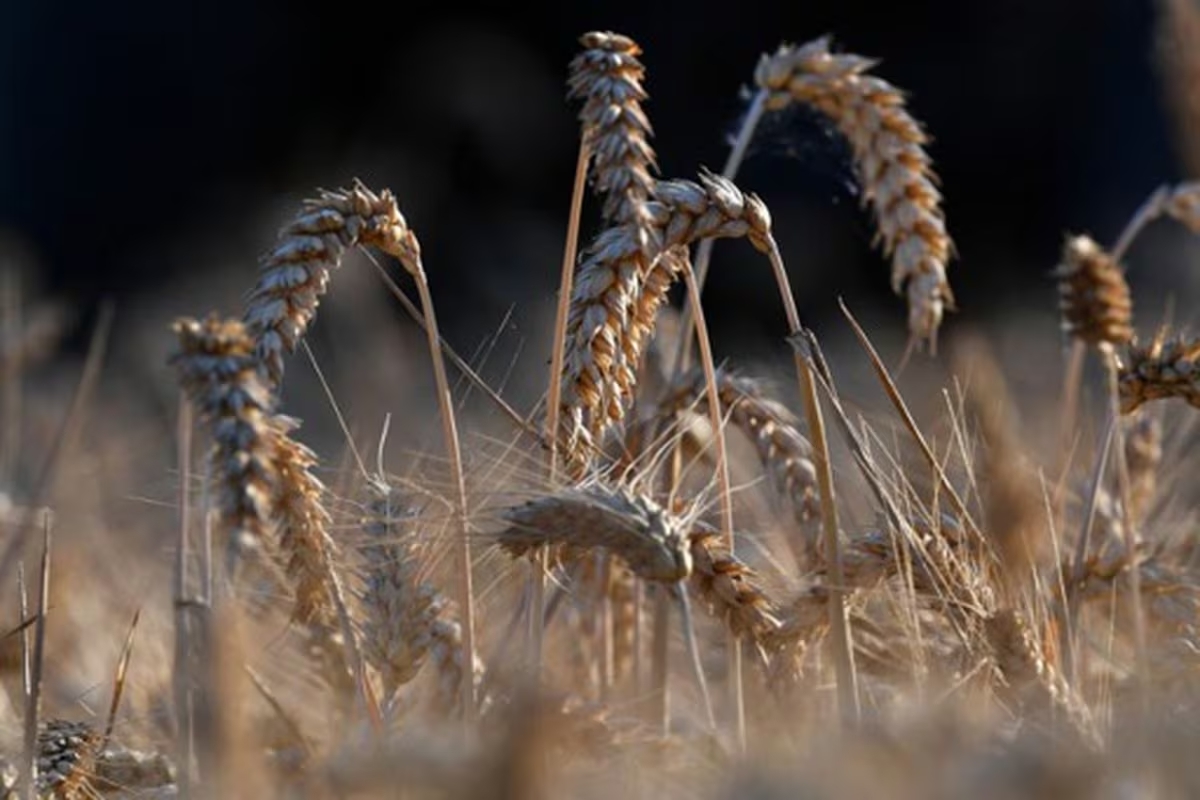 La Russie a débuté ses livraisons de céréales gratuites à des pays africains, affirme le ministre russe de l'Agriculture