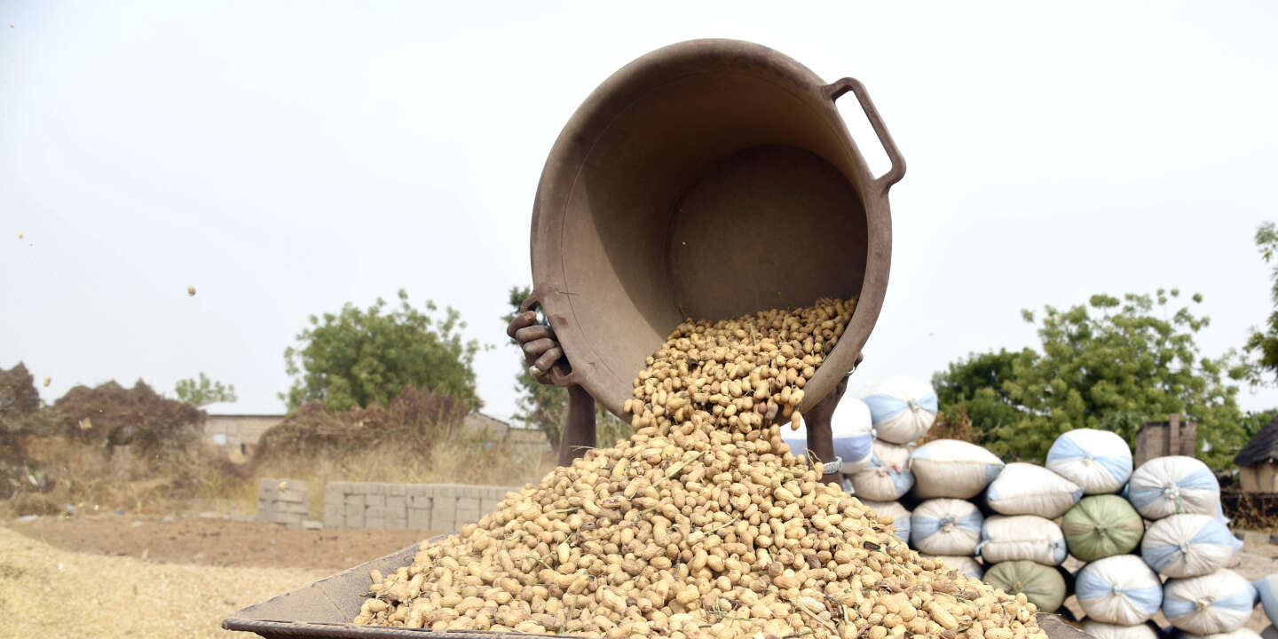 Prix de l'arachide fixé à 250 F le kg: les paysans retiennent leurs graines
