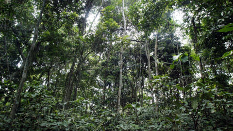 COP28: le Congo-B bénéficie d’un fonds initial de 50 millions de dollars pour protéger la forêt
