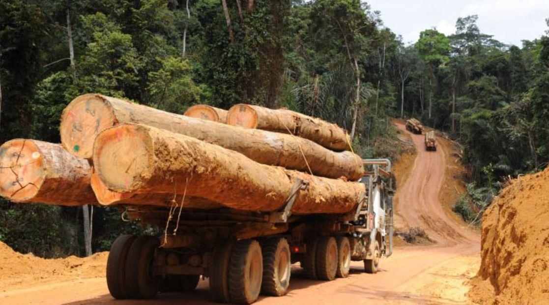 Trafic international de bois en Casamance : deux camions interceptés et un convoyeur arrêté à Bounkiling