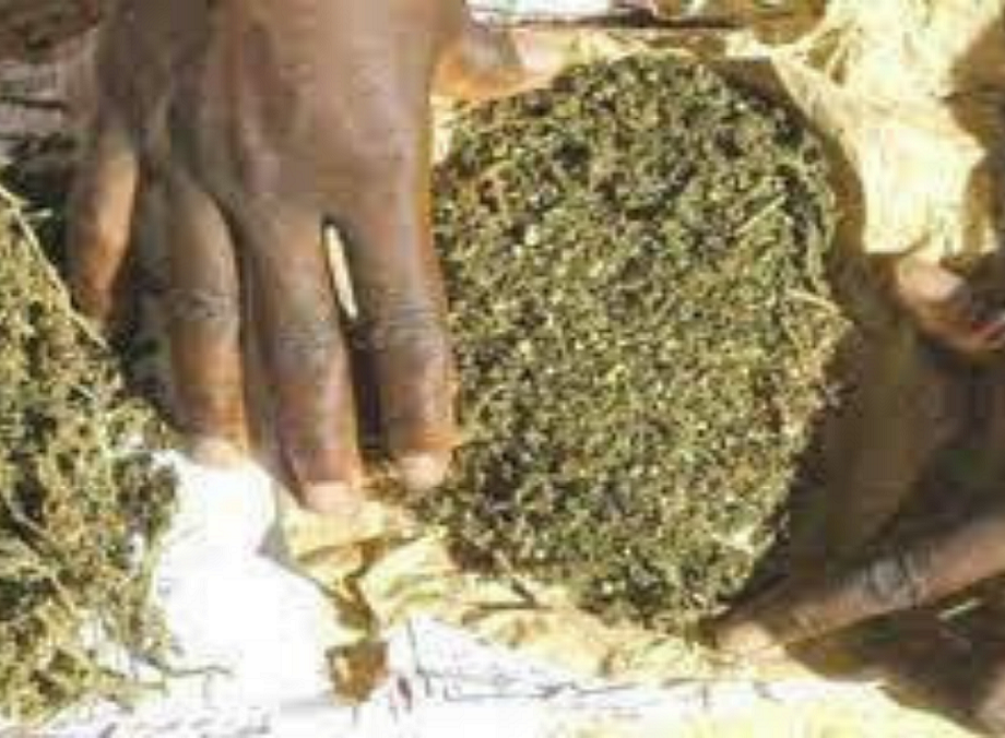 Kédougou: deux orpailleurs arrêtés en détention de plus de quatre (4) kilos de chanvre indien 