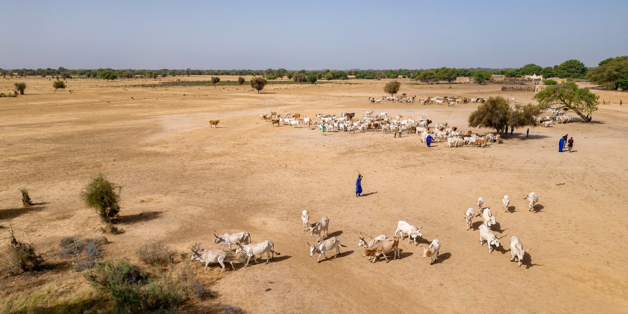 Lutte contre le changement climatique : les éleveurs appelés à mettre la main dans la pâte