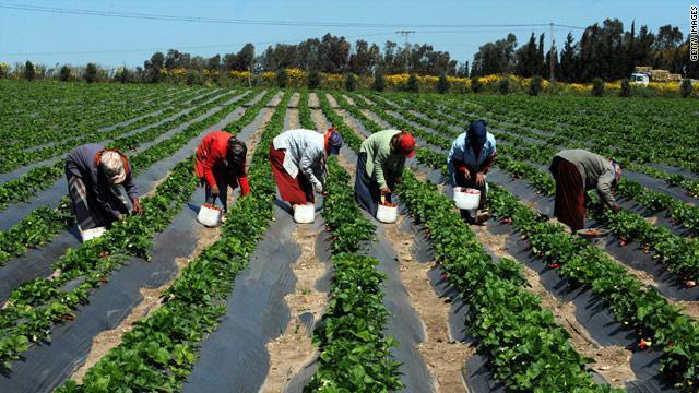 Soutien à l’agriculture Sénégalaise : la Banque mondiale décaisse plus de 120 milliards de francs CFA