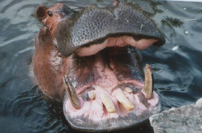 Dernière minute : un hippopotame tue un pêcheur à Bakel.