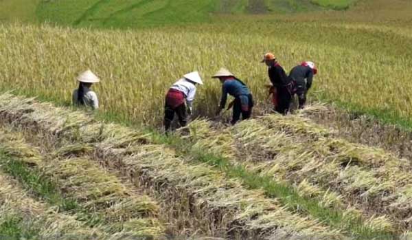 Dagana : la campagne de contresaison compromise par l’endettement des producteurs