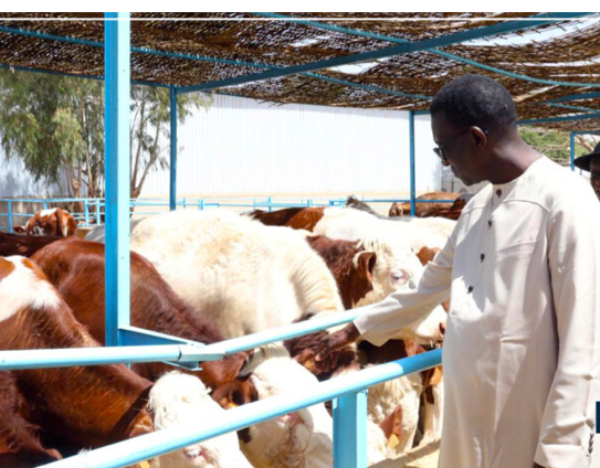 Élevage : le Premier ministre a réceptionné 1300 génisses gestantes à Niague