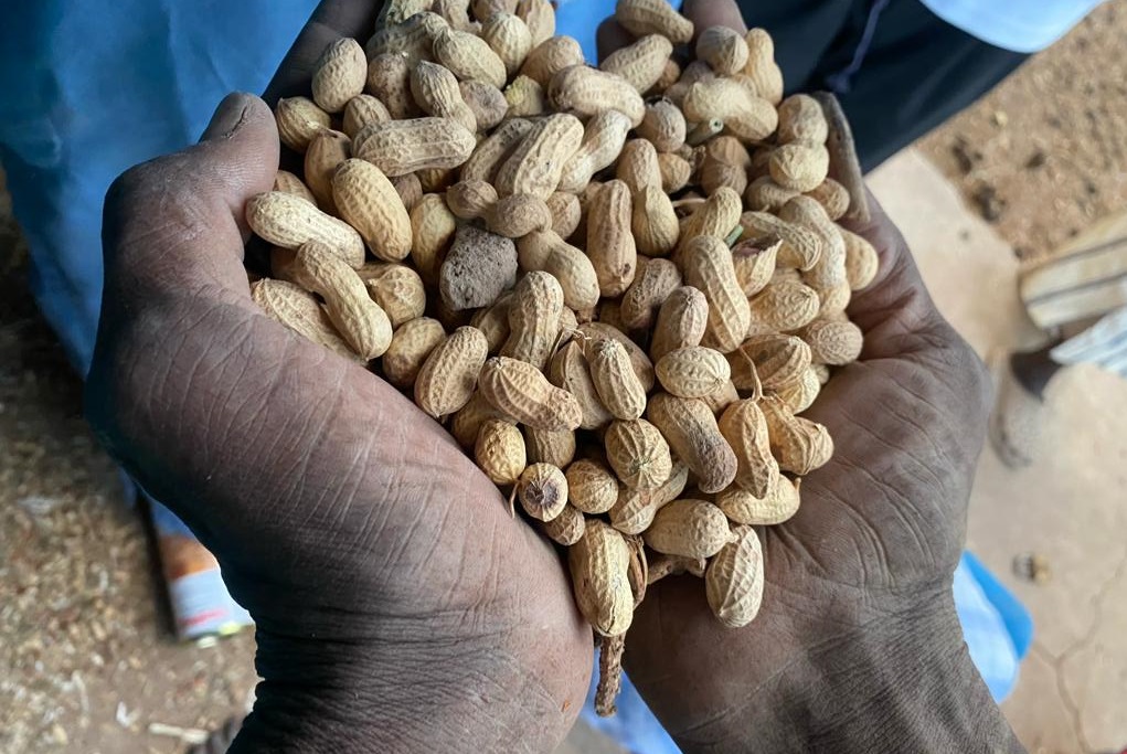 ​Bassin arachidier : les agriculteurs invitent les nouvelles autorités à se pencher sur le problème de stockage des producteurs