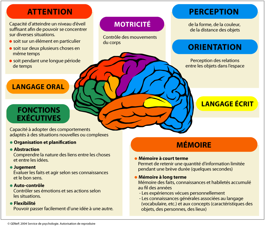 Cerveau : comment se forment nos souvenirs?
