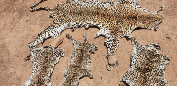 Criminalité faunique à Kédougou : deux (2) trafiquants arrêtés avec des peaux de léopards