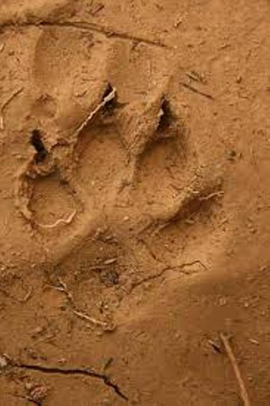 Parc Niokolo koba: des traces de pattes d'hyènes découvertes à côté des sandales de l'enfant disparu