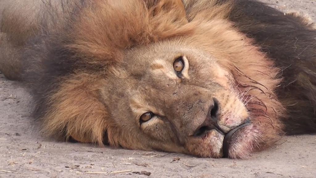 Le lion Cecil, à la crinière partiellement brune, était une icône au Zimbabwe. Capture d'écran Youtube / Bryan Orford