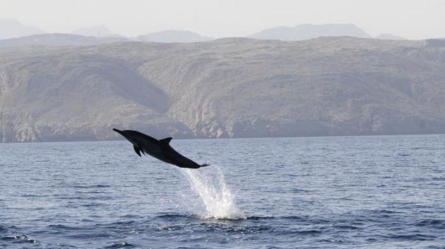 Le Hamas affirme avoir capturé un dauphin espion dressé par les Israéliens