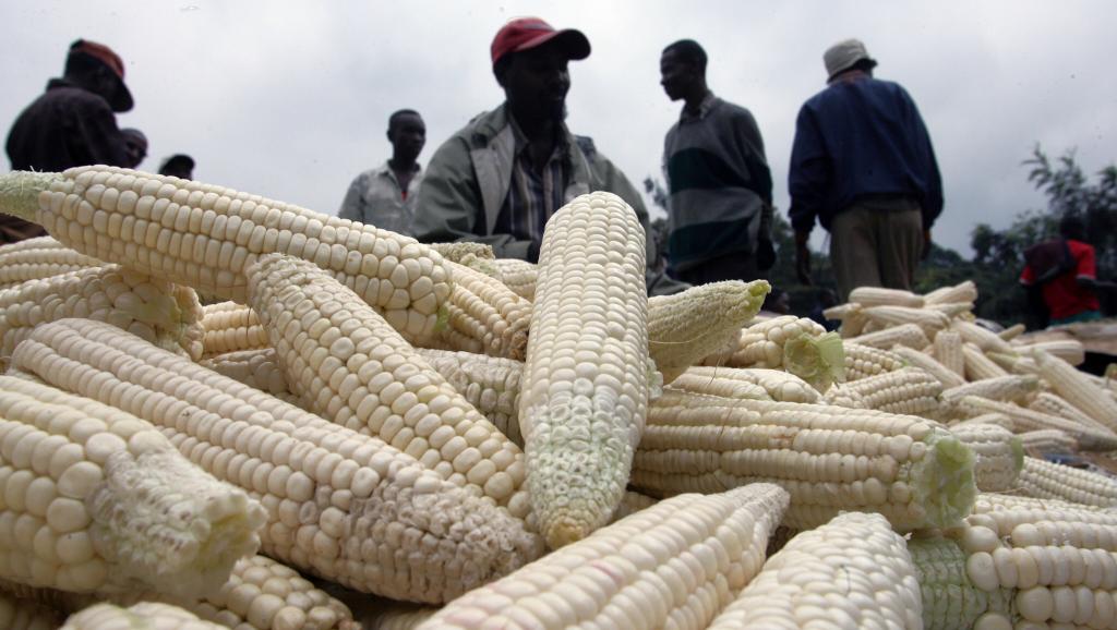 Au Kenya, le maïs pourrait être le premier produit concerné par une levée du moratoire sur l'importation d'OGM.