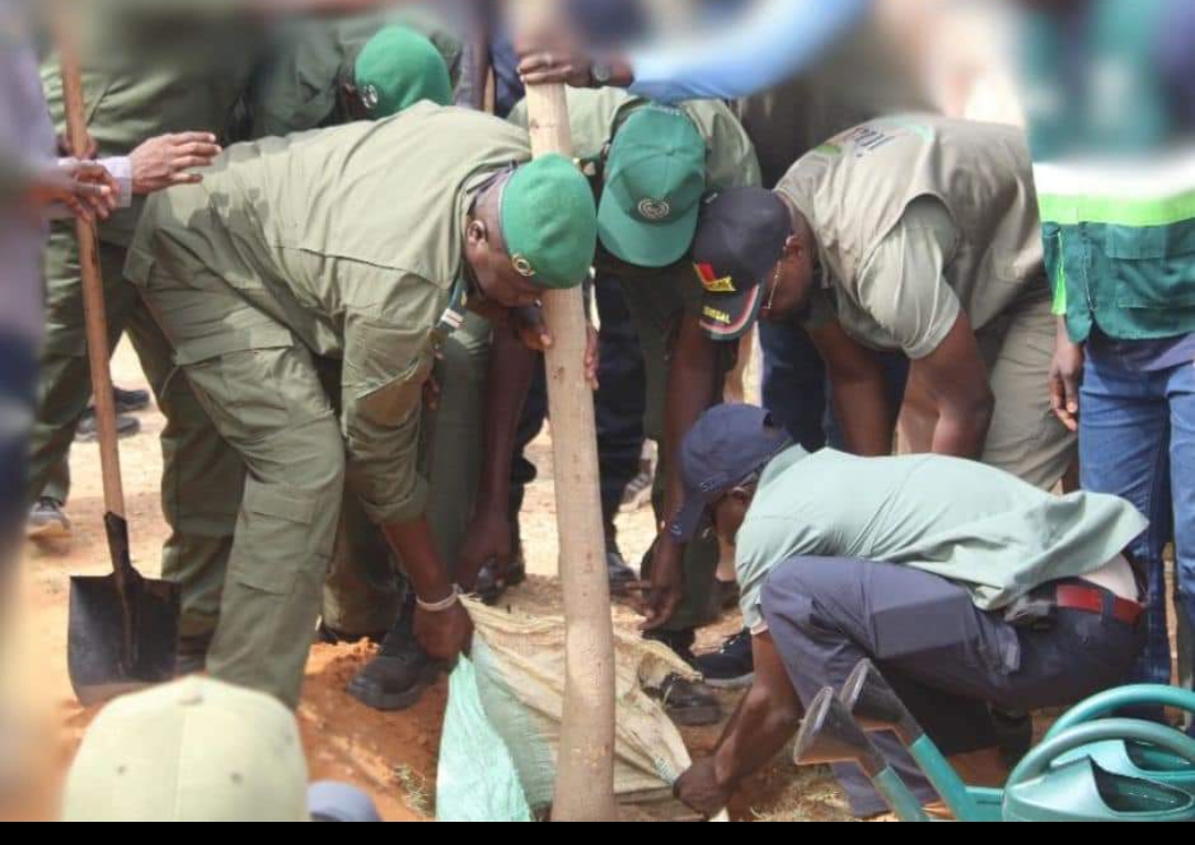 Coupes abusives du bois en Casamance: "toutes les unités étatiques seront mobilisées" (Ousmane Sonko)