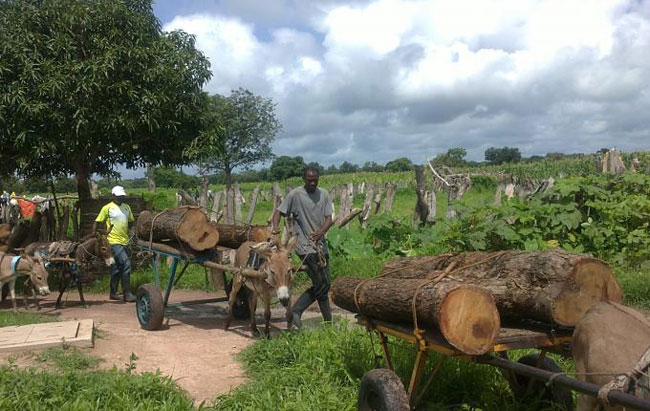  Lutte contre la déforestation et le trafic illicite de bois en Casamance : L’Etat veut relever le défi