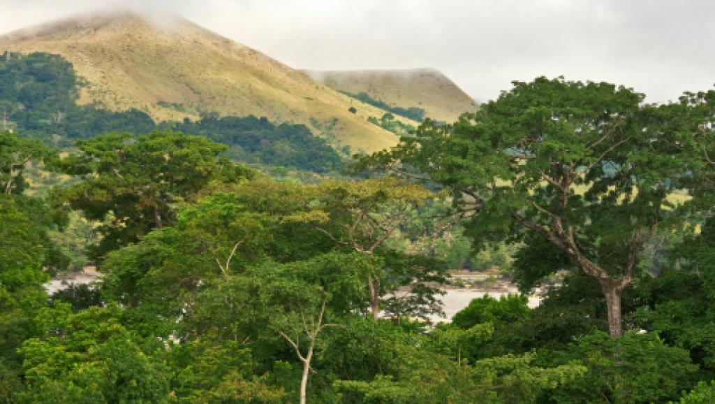 L'exploitation intensive et la monoculture, de palmiers à huile notamment, menacent les forêts du Gabon. Getty Images/Tim Makins