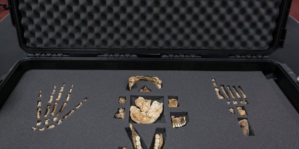 Voici l’Homo naledi, la nouvelle espèce du genre humain découverte en Afrique du Sud