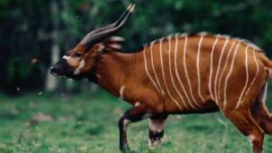 Des braconniers arrêtés au Zimbabwe