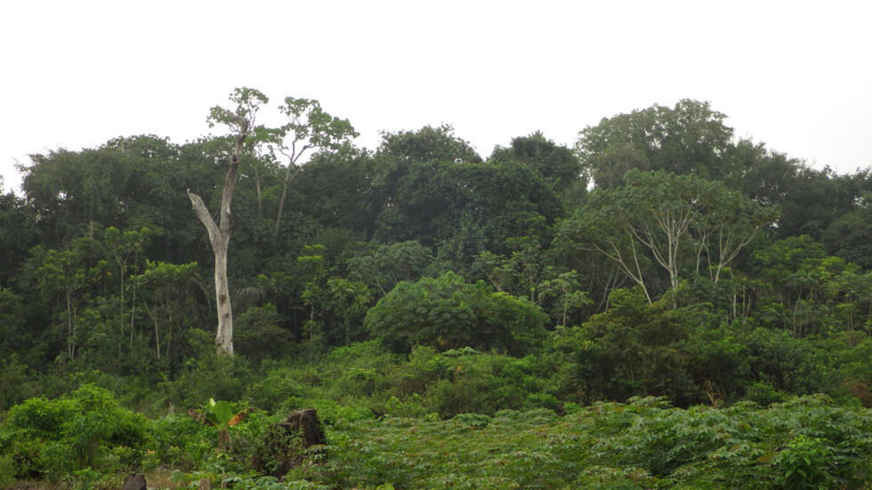 COP29: l'enjeu à double tranchant des crédits carbone pour l'Afrique