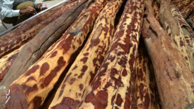 Gabon : trafic de bois précieux