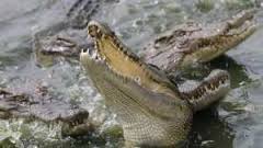 Alerte à Bignona: un groupe de crocodiles sème la terreur au barrage d'Afignam