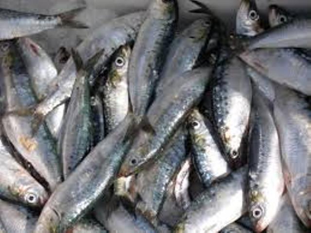 Pêche : Environ 600 mille Sénégalais s’activent dans le secteur