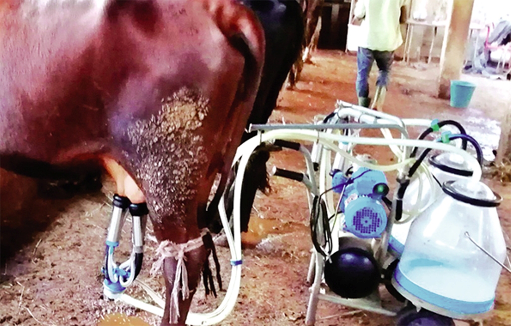 Filières laitière location : Une série de mesures prises pour renforcer le secteur