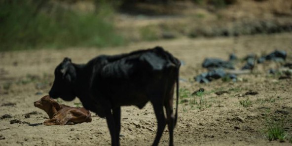 Climat : la Banque mondiale annonce un plan d’aide pour l’Afrique de 16 milliards de dollars
