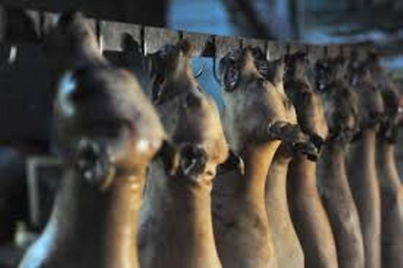 Ziguinchor: un réseau de vente de viande de chien démantelé