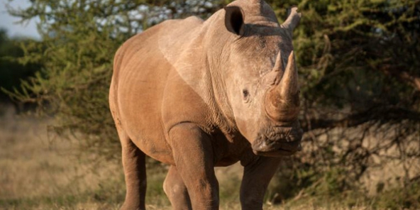 Afrique du Sud : la vente de corne de rhinocéros autorisée pour lutter contre… le braconnage