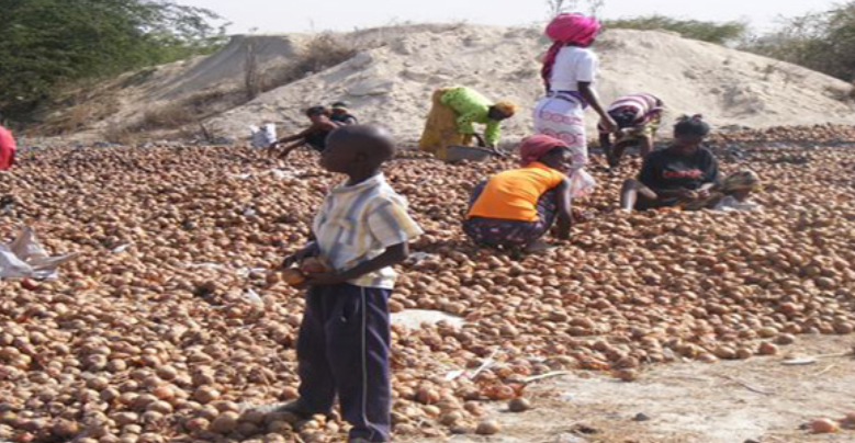 Podor : des producteurs d’oignon réclament des équipements de conservation et de stockage adaptés