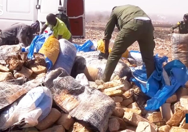 Ziguinchor : la brigade de recherche saisit cinq kilos de chanvre indien en deux jours