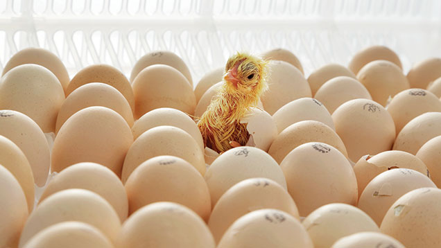 Hausse des prix des œufs et des poussins : l'union nationale des accouveurs du Sénégal (UNAPS) annonce les nouveaux tarifs