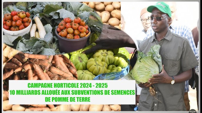 Production horticole : le Sénégal attend 245.000 tonnes cette année