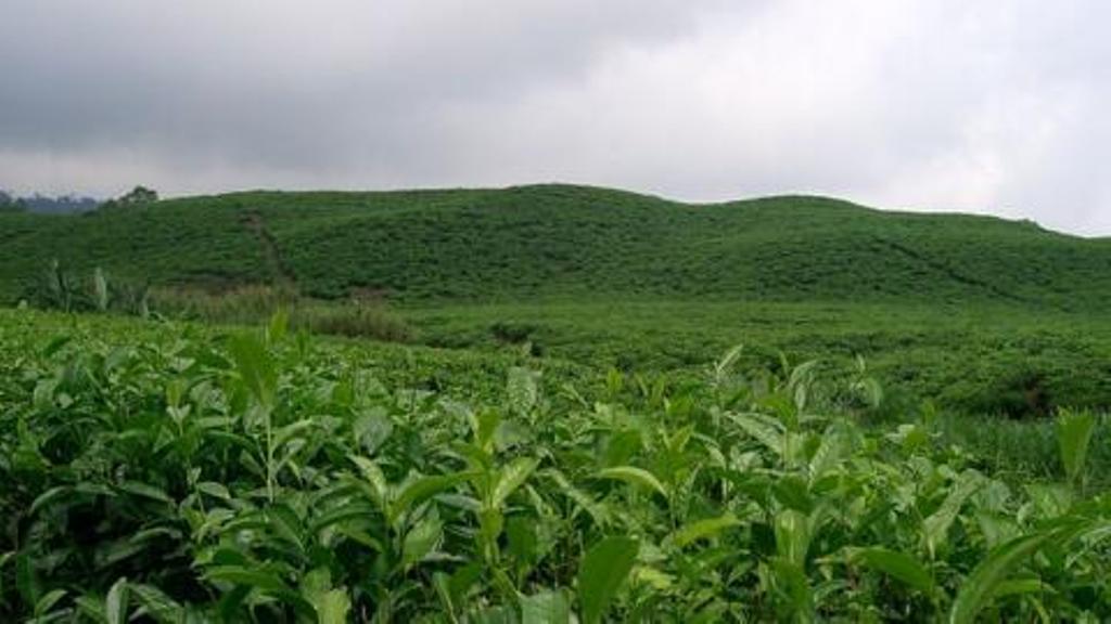 Au Cameroun, un engrais liquide bio cartonne et attire des centaines de planteurs