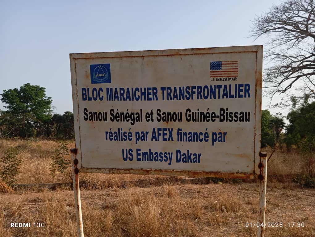 Bloc maraicher transfrontalier de Sanou-Sénégal: un périmètre à l'agonie ! 