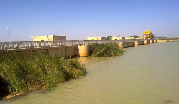 Riziculture : La JICA arme le Sénégal pour booster la  productivité du riz dans la vallée du fleuve