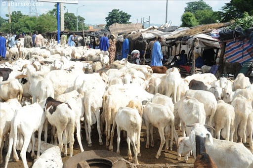 Tabaski 2025 : un taux d’approvisionnement en moutons de 87 % dans la région de Sédhiou