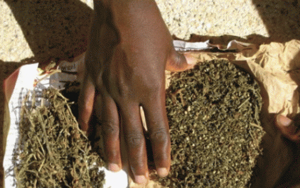 Arrêté avec 42,5 kilos de chanvre indien, l’apprenti-chauffeur risque 15 ans de travaux forcés