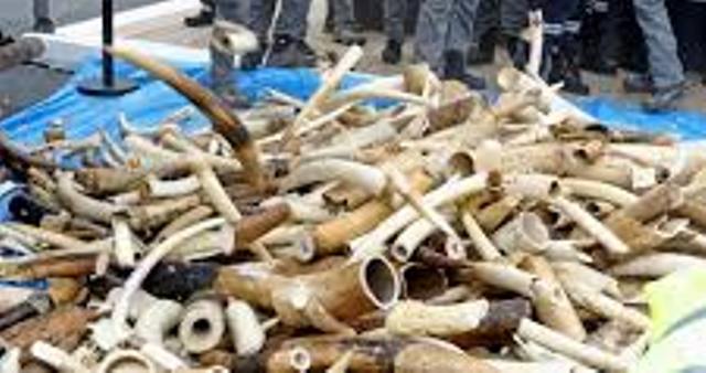 Commerce illégal : 3 trafiquants arrêtés avec une grande quantité d’ivoire