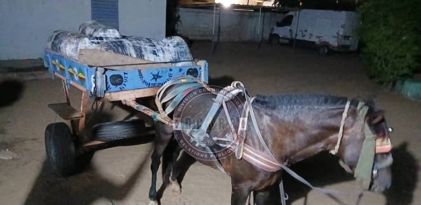 Sandiara : 175 kg de chanvre indien saisis sur une charrette abandonnée