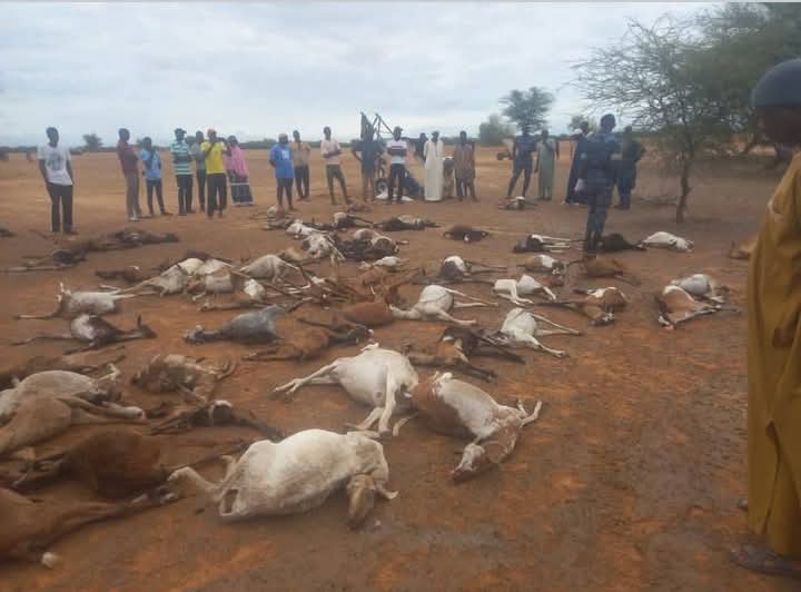 Inondations à Podor : lourdes pertes de bétail et dégâts matériels à Ouro Alseyni et Tatki