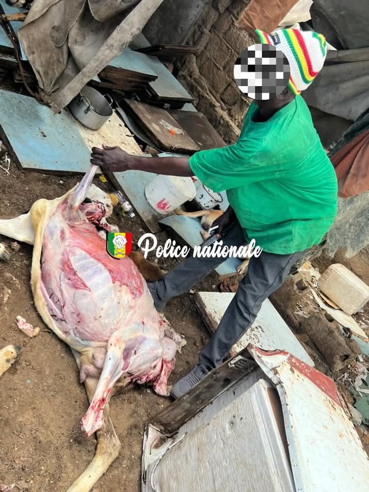 Diamaguène Sicap Mbao : un homme arrêté pour vente illicite de viande