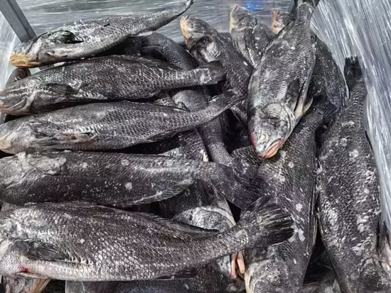 Mercure dans le poisson importé : le ministère des Pêches rassure, le Brown Croaker déclaré sans danger pour la consommation