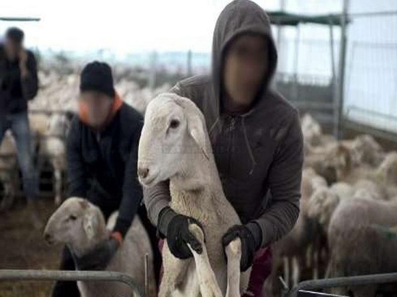 Tribunal de Pikine/Guédiawaye : Il vole le mouton de sa grand-mère et écope 2 ans de prison dont 6 mois ferme