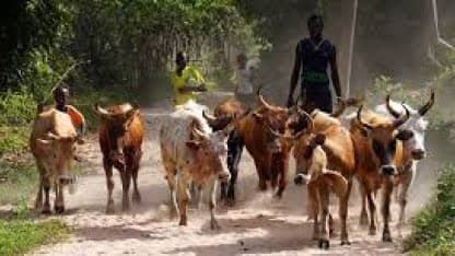 Vol de bétails à Ziguinchor : quatre individus interpellés puis déférés