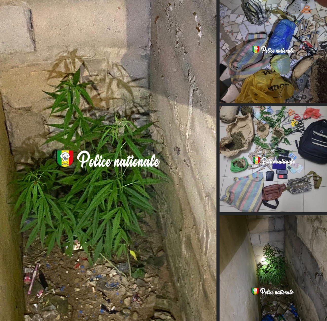 Dakar : six individus arrêtés pour trafic de chanvre indien à Tivaouane Peulh