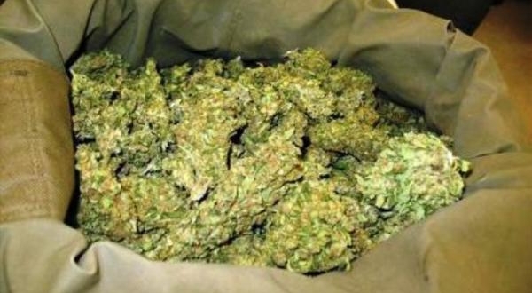 Trafic de chanvre indien et de Kush : onze (11) présumés dealers arrêtés à Diamniadio