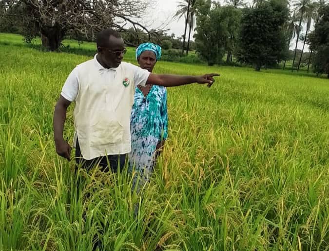 ​Campagne rizicole à Kolda : des résultats prometteurs dans les zones d’intervention de Ninnaba